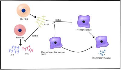 Corrigendum: New Insights and Advances in Pathogenesis and Treatment of Very Early Onset Inflammatory Bowel Disease